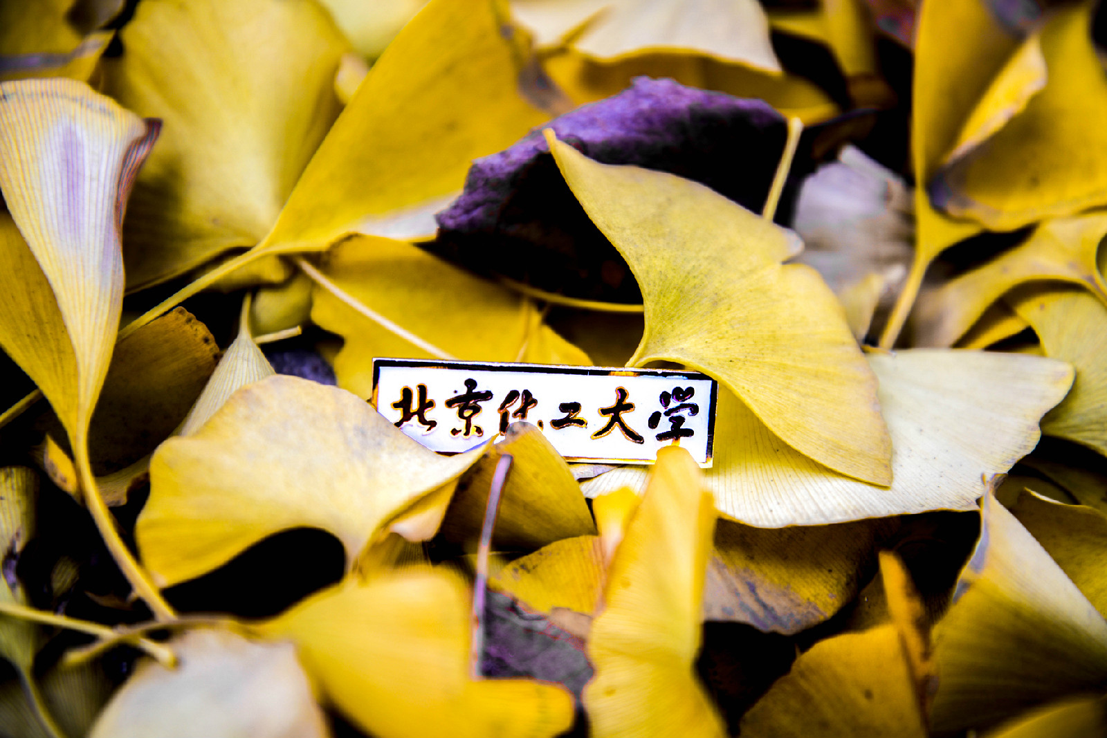 北京化工大学毕业证(北京化工大学毕业证翻译模版)