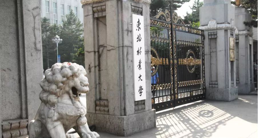 东北林业大学文凭(东北林业大学二学历)